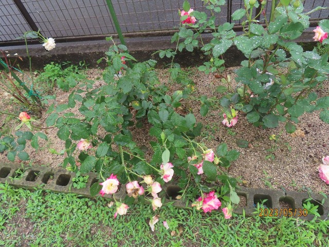 バラ倒れる