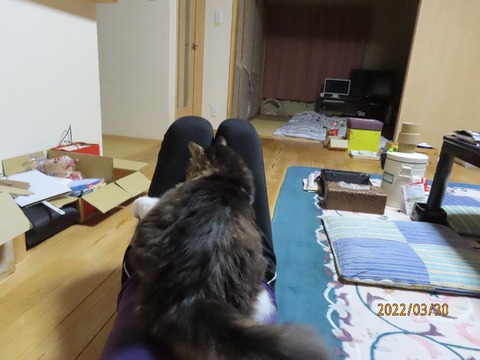 お腹に乗せた