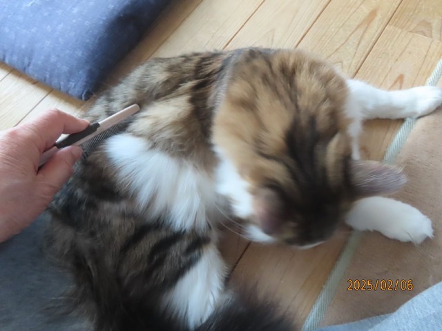 ブラッシング①