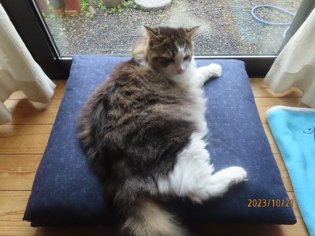 ふう「よく降るね」