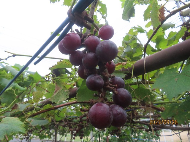 ブドウ色づく