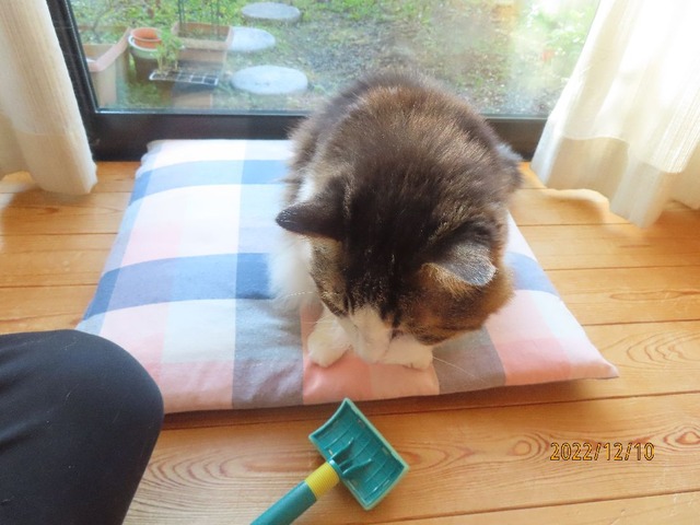 ブラッシングを始めます