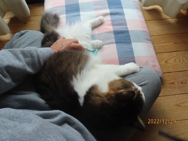 ブラッシング③