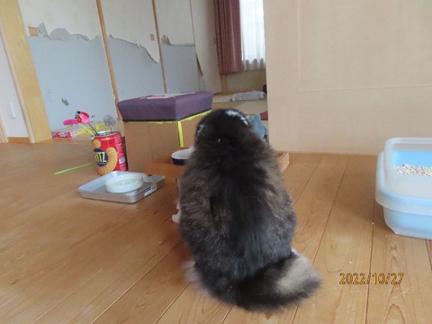 朝ゴハンシーバ