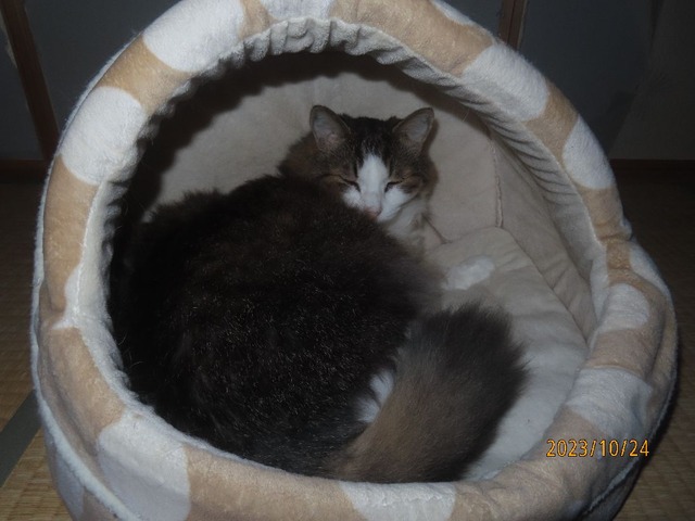 一時半ぐっすり