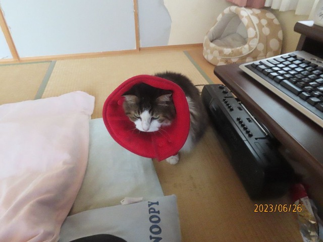 ふう「布団に潜る」