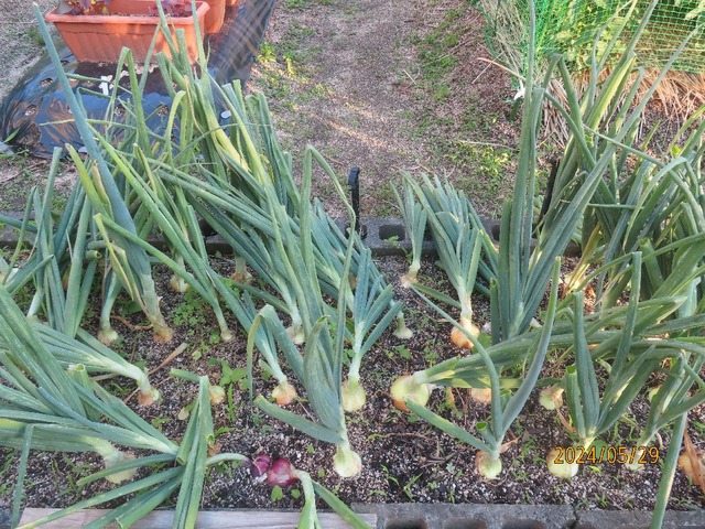 タマネギ倒伏四割くらい