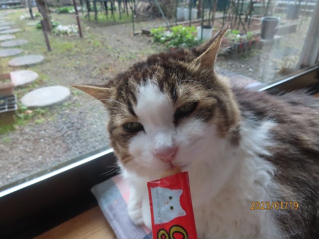 ちゅ~る