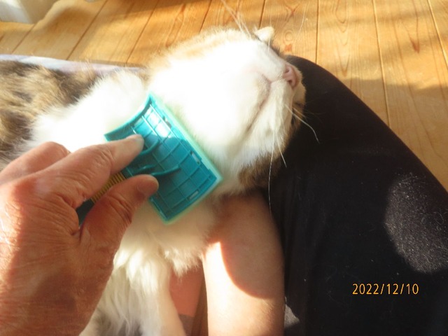 ブラッシング②