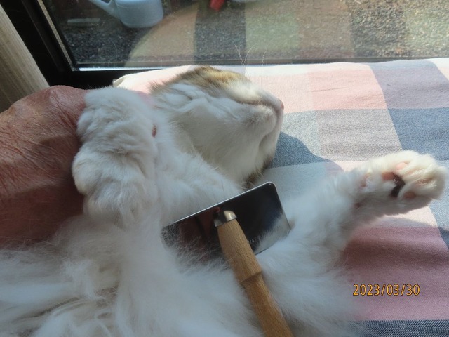 ブラッシング④