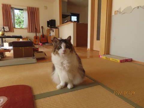 後ろにふうちゃん