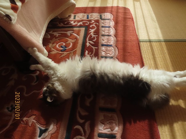 お昼前和室伸び