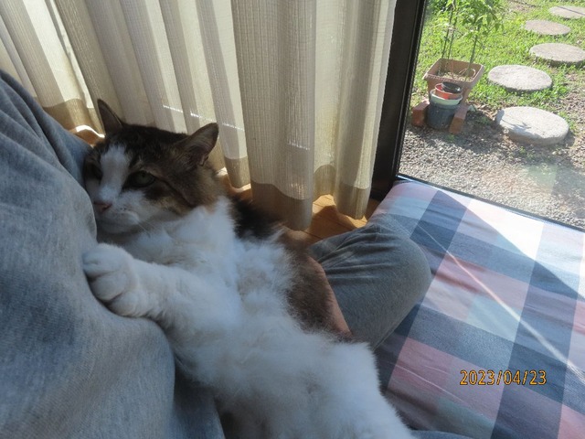 おしまい抱っこ