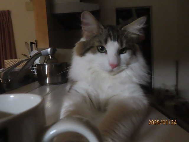 零時過ぎシンクの蓋