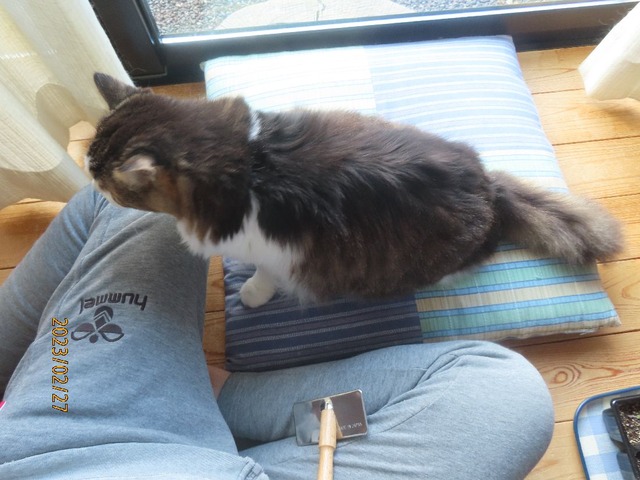 ブラッシング①