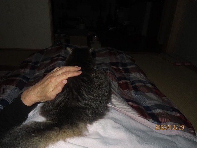 五時半どすよしよし