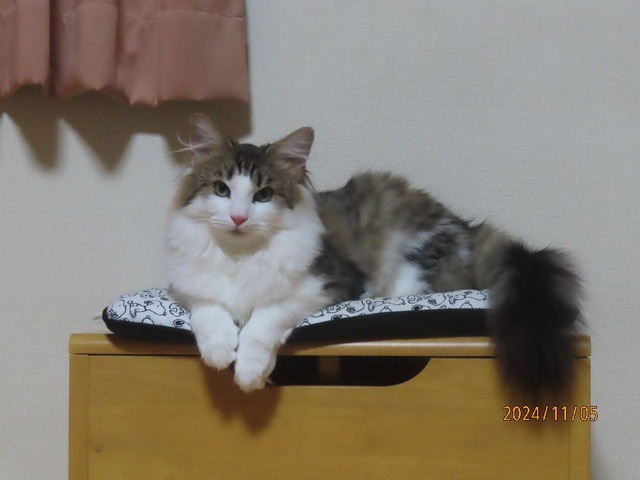 椅子