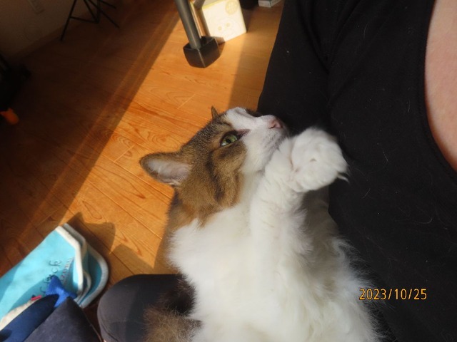 抱っこ②見上げる