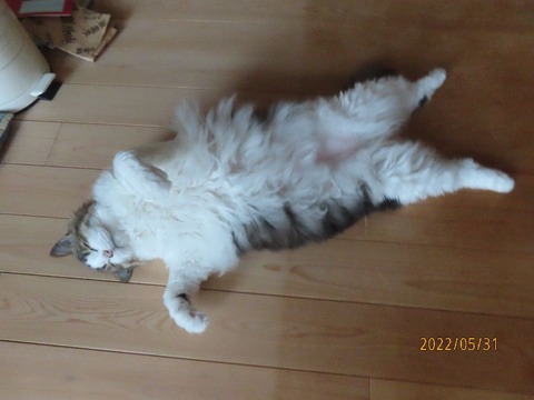 おかえりふにゃ~