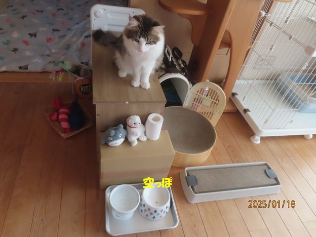 朝ゴハン空っぽ