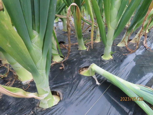 タマネギ倒れた