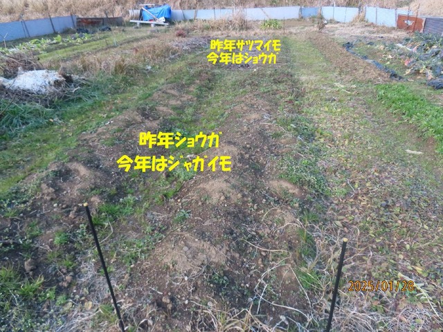 畑