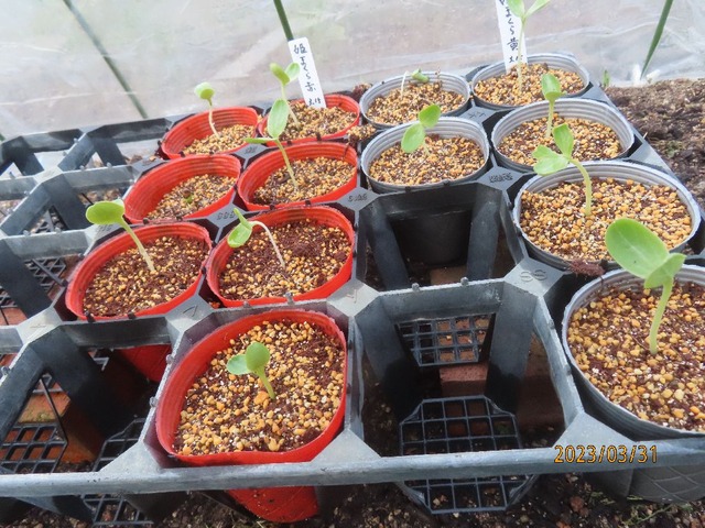 スイカはちょっと苦しい