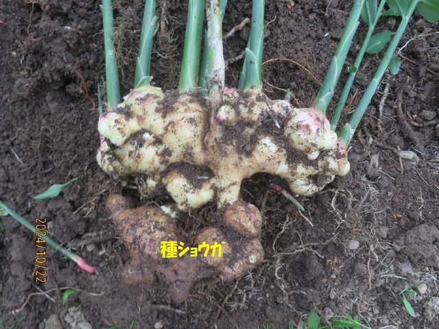 ショウガ③