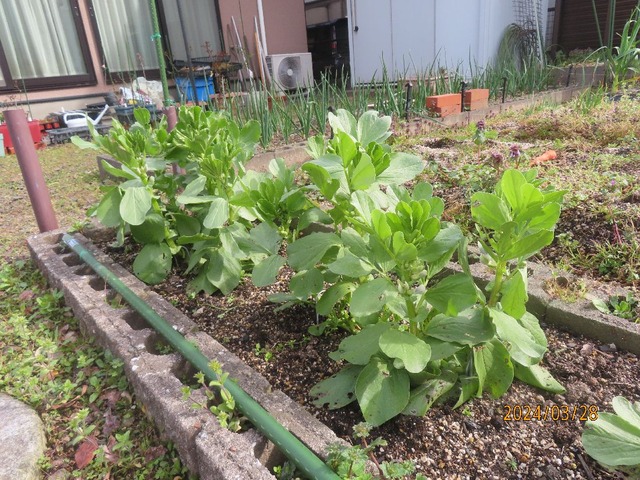 ソラマメ上へ伸びる