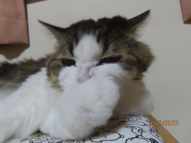 椅子⑤ハムハム