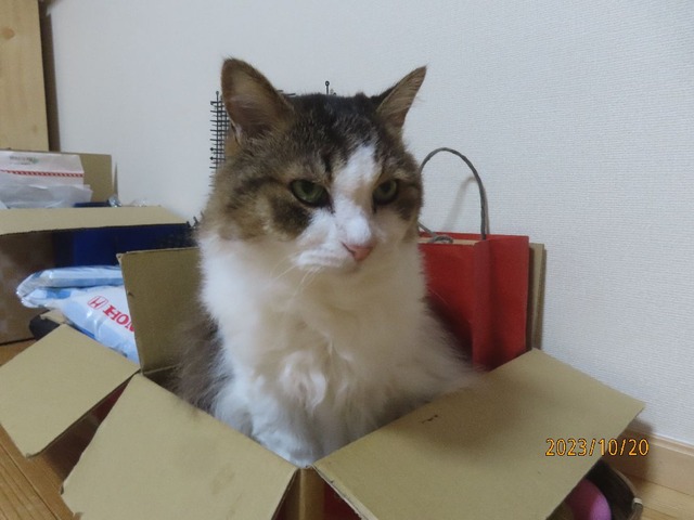 晩ゴハン前の箱入り