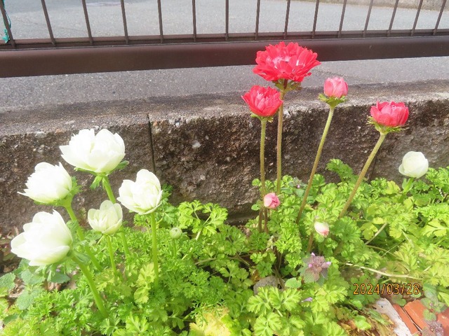アネモネ①