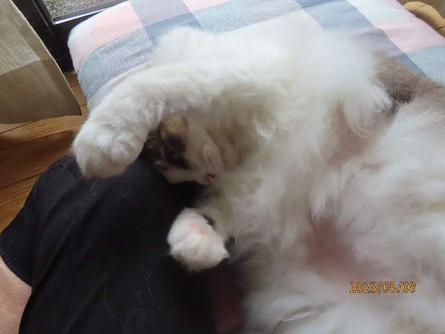 ブラッシング④