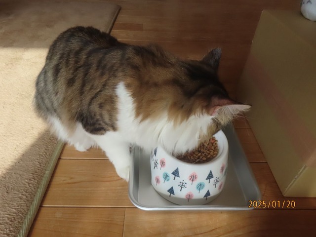 昼ゴハン