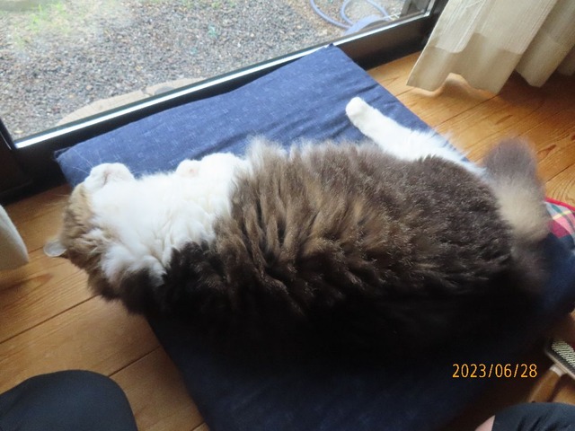 ブラッシング①