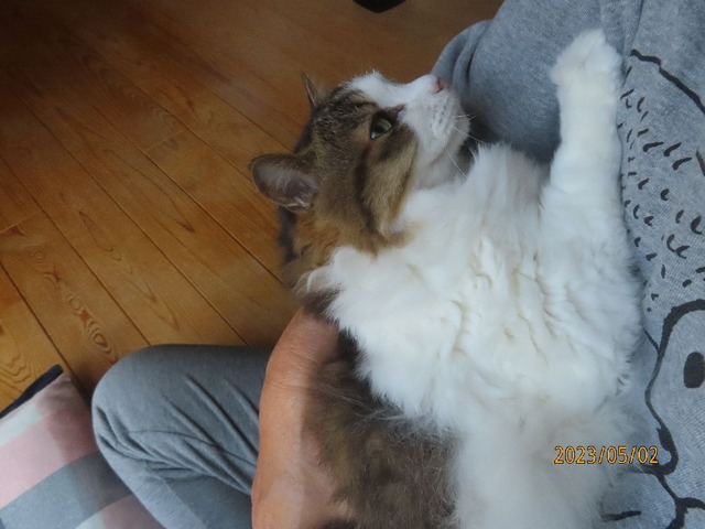 おしまい抱っこ