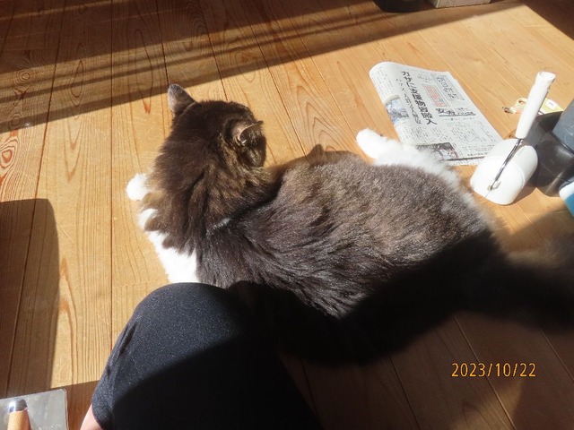 ブラッシング①