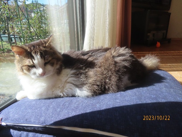 九時半おはよう