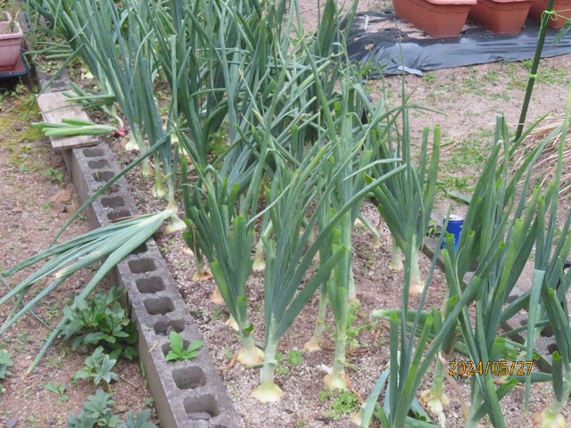 タマネギ葉摘み