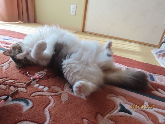 和室でころりん