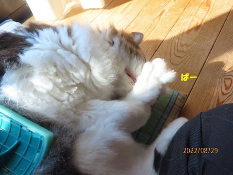 ブラッシング③