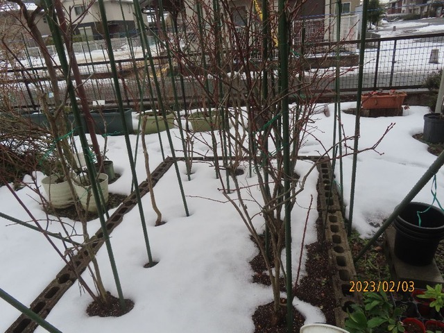 ハイブッシュ花壇