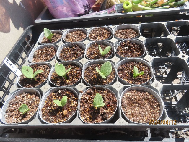 かぼちゃ発芽状況