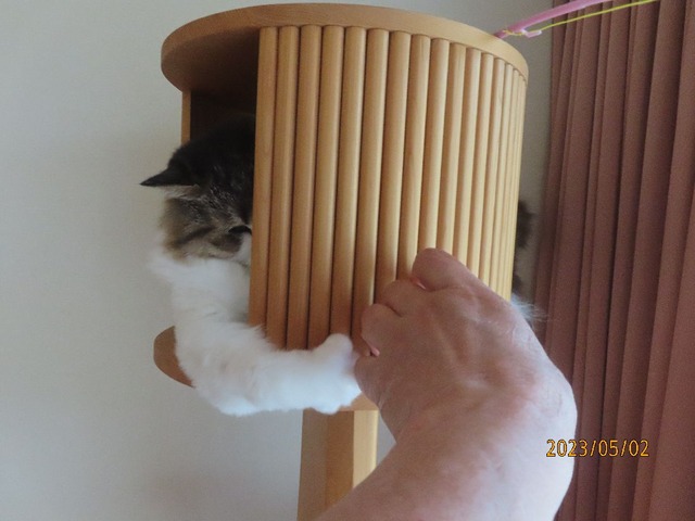 タワー②ガリガリ