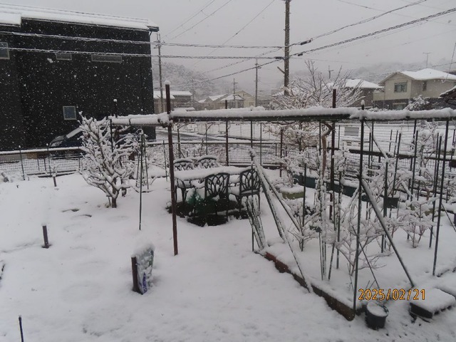 朝の庭