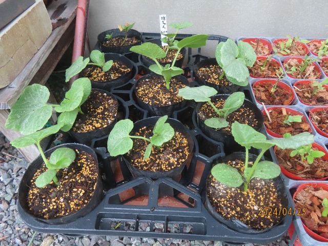 かぼちゃポット増し