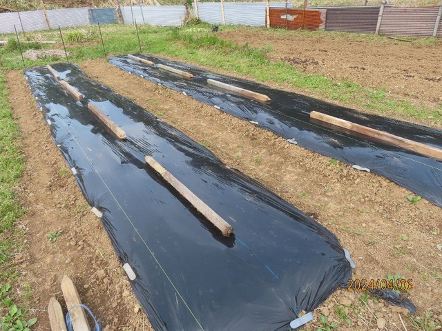 ジャガイモマルチ