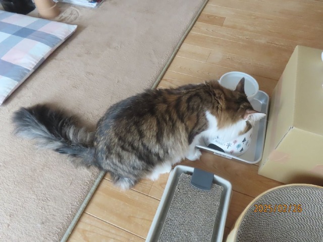 昼ゴハン