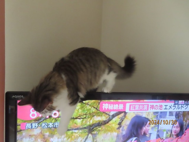 リビングテレビ②