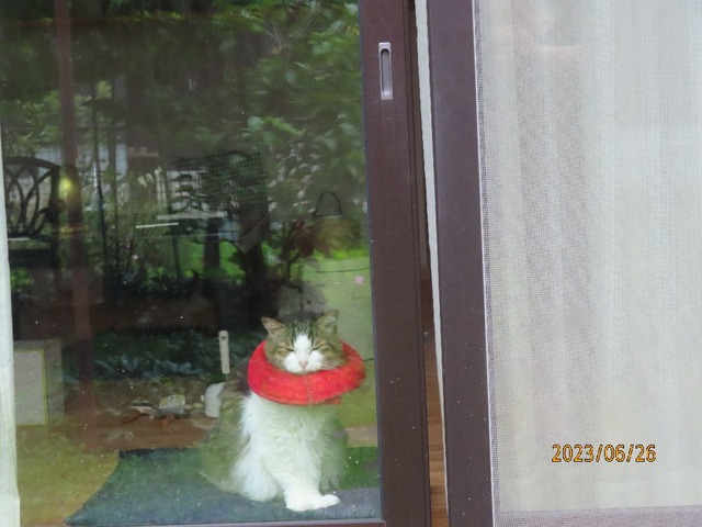 窓辺にふうちゃんエリカラ